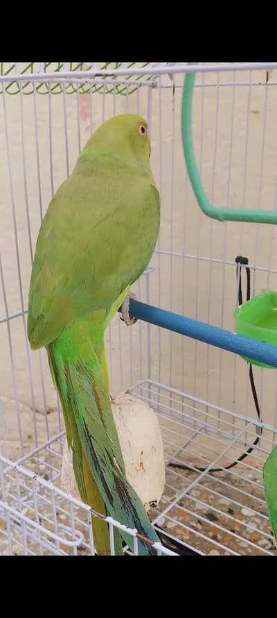 female parrot