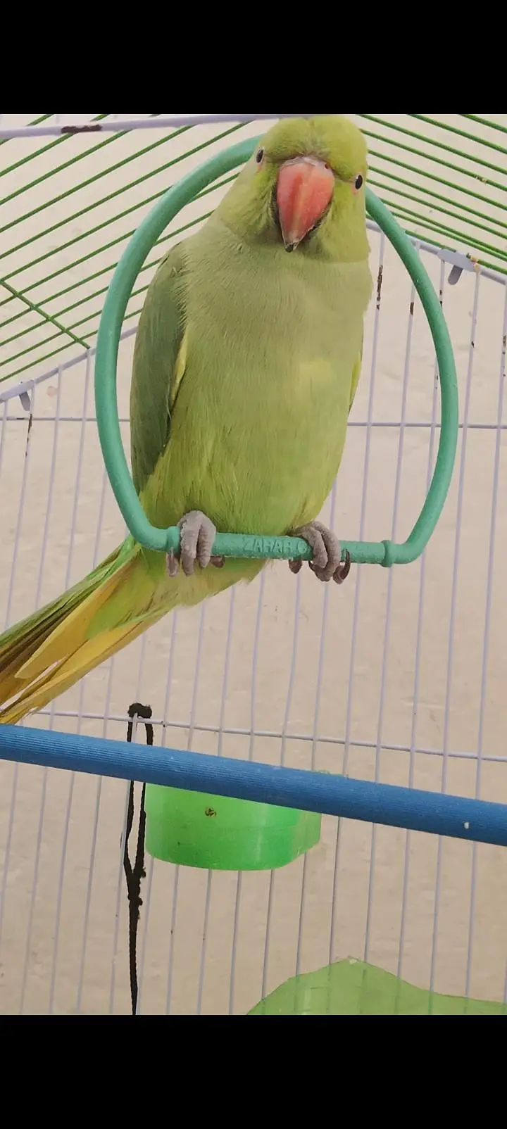 female parrot — photo 2