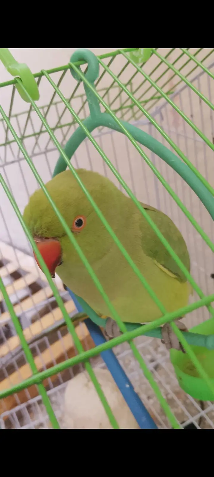 female parrot — photo 3