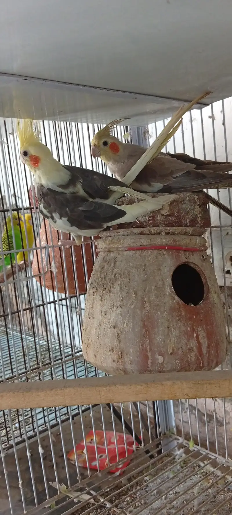cocktail pair