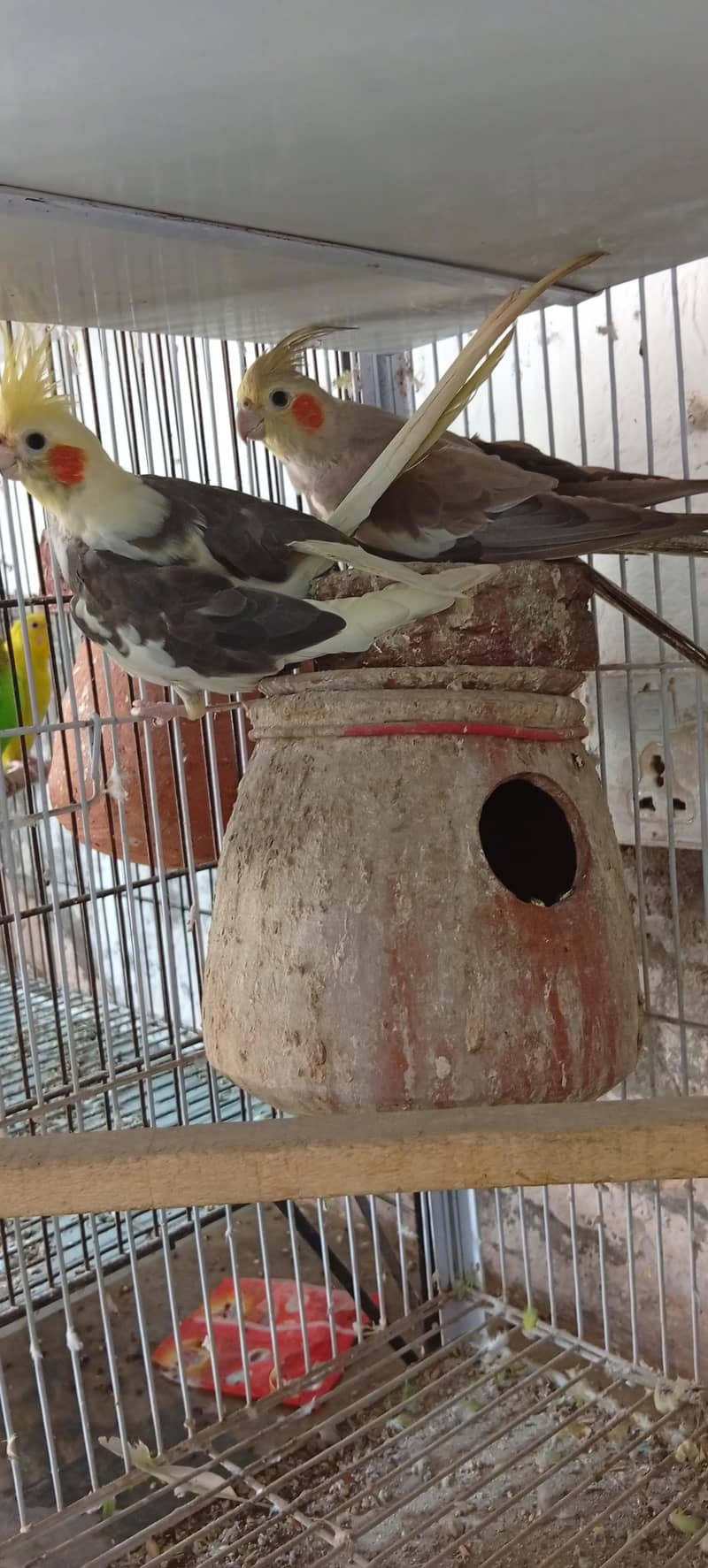 cocktail pair 1