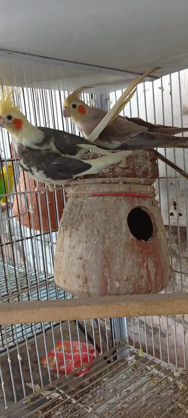 cocktail pair — photo 2
