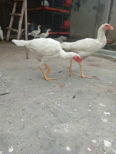 Aseel heera