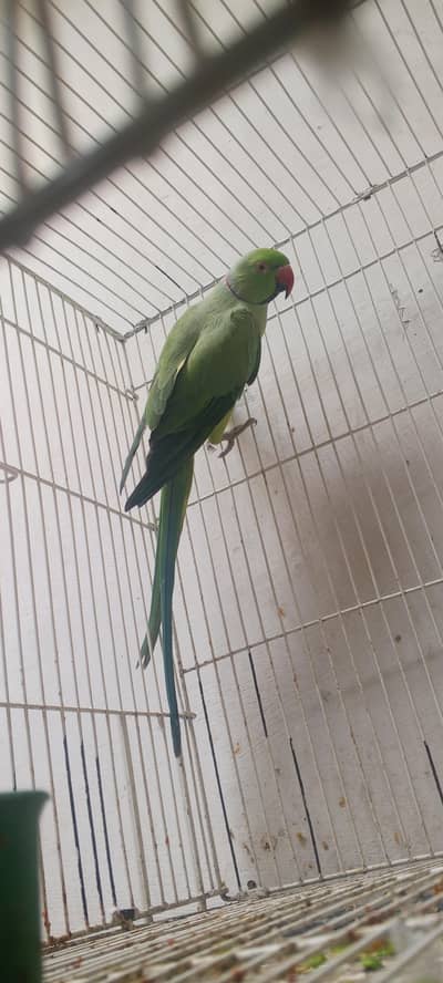 ringneck urgent sale 03098477893