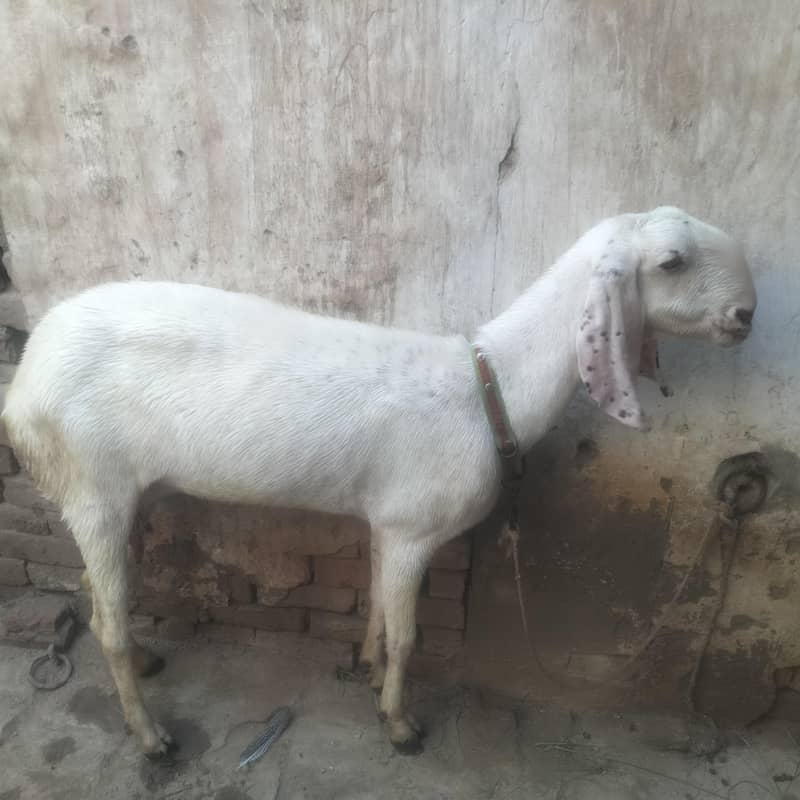 goats  0
