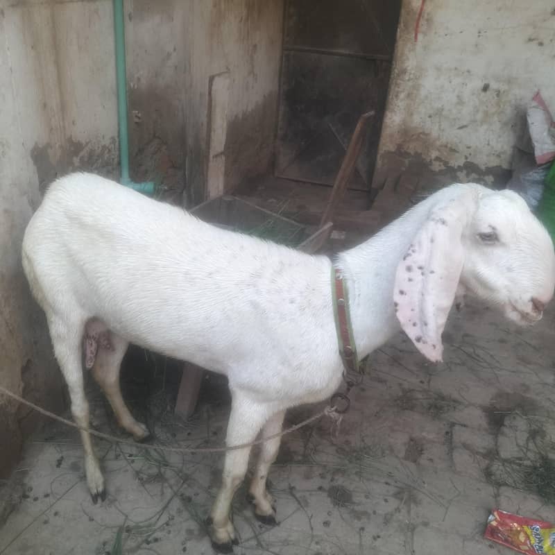 goats  1