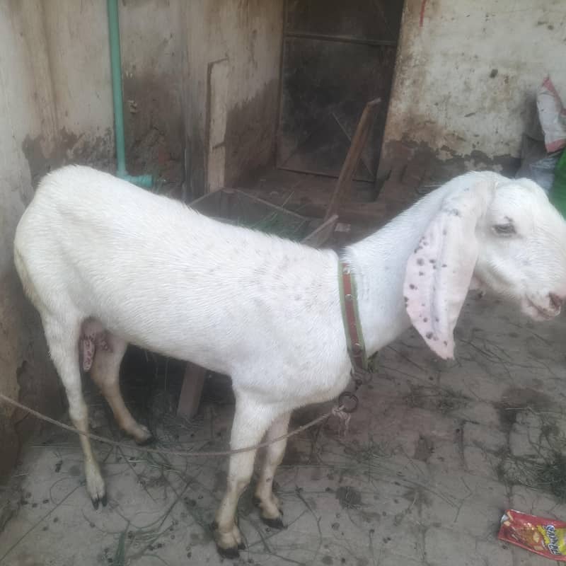 goats  2