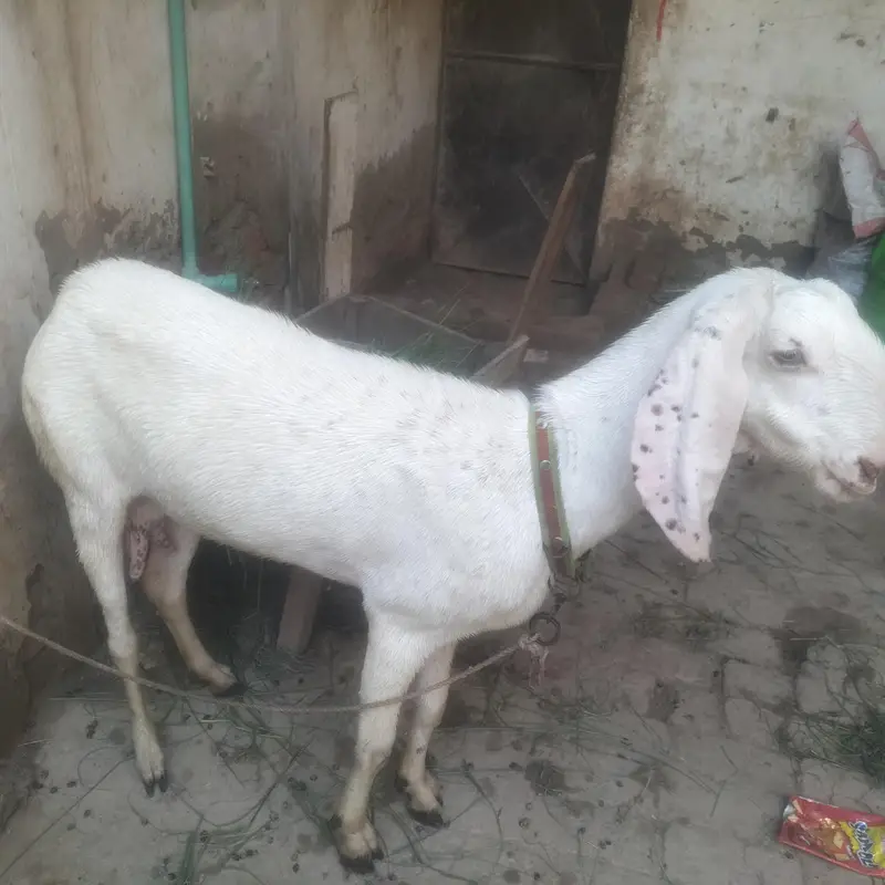 goats  — photo 3