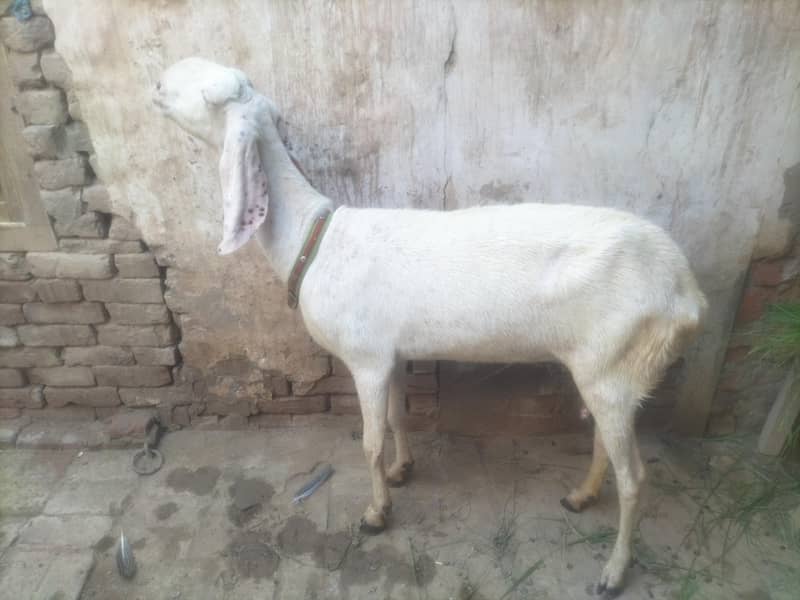 goats  3