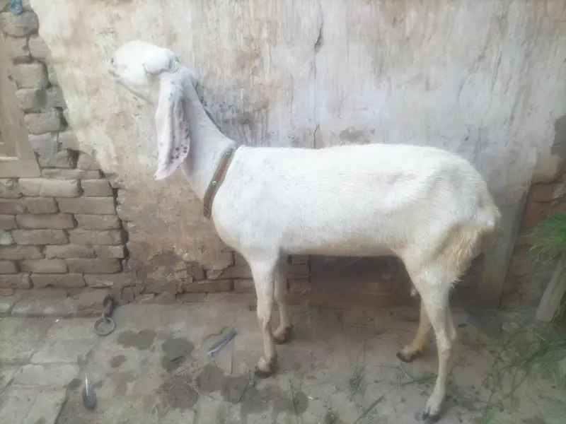 goats  — photo 4