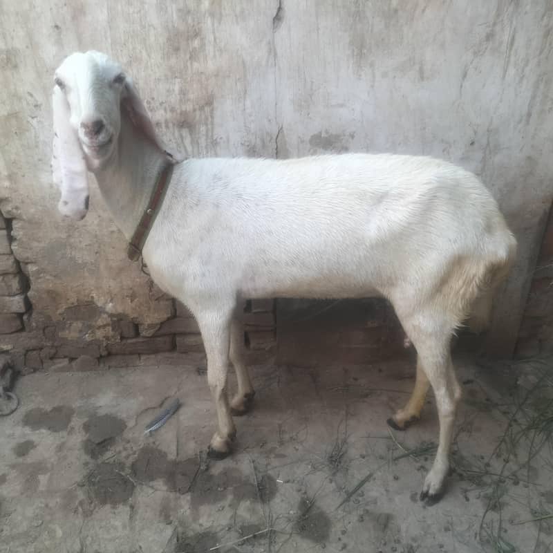goats  4