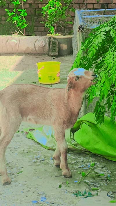 beautiful baby goat for sale Name lamby