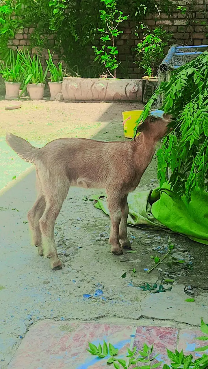 beautiful baby goat for sale Name lamby — photo 2