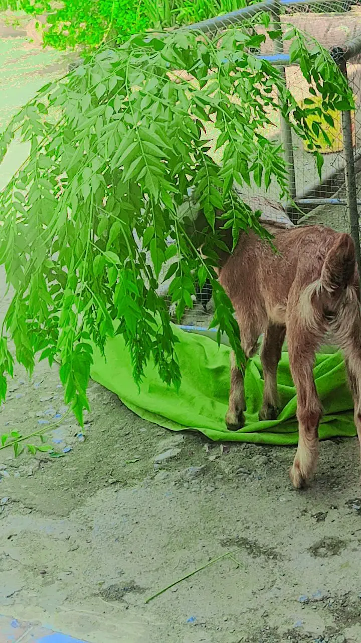 beautiful baby goat for sale Name lamby — photo 3