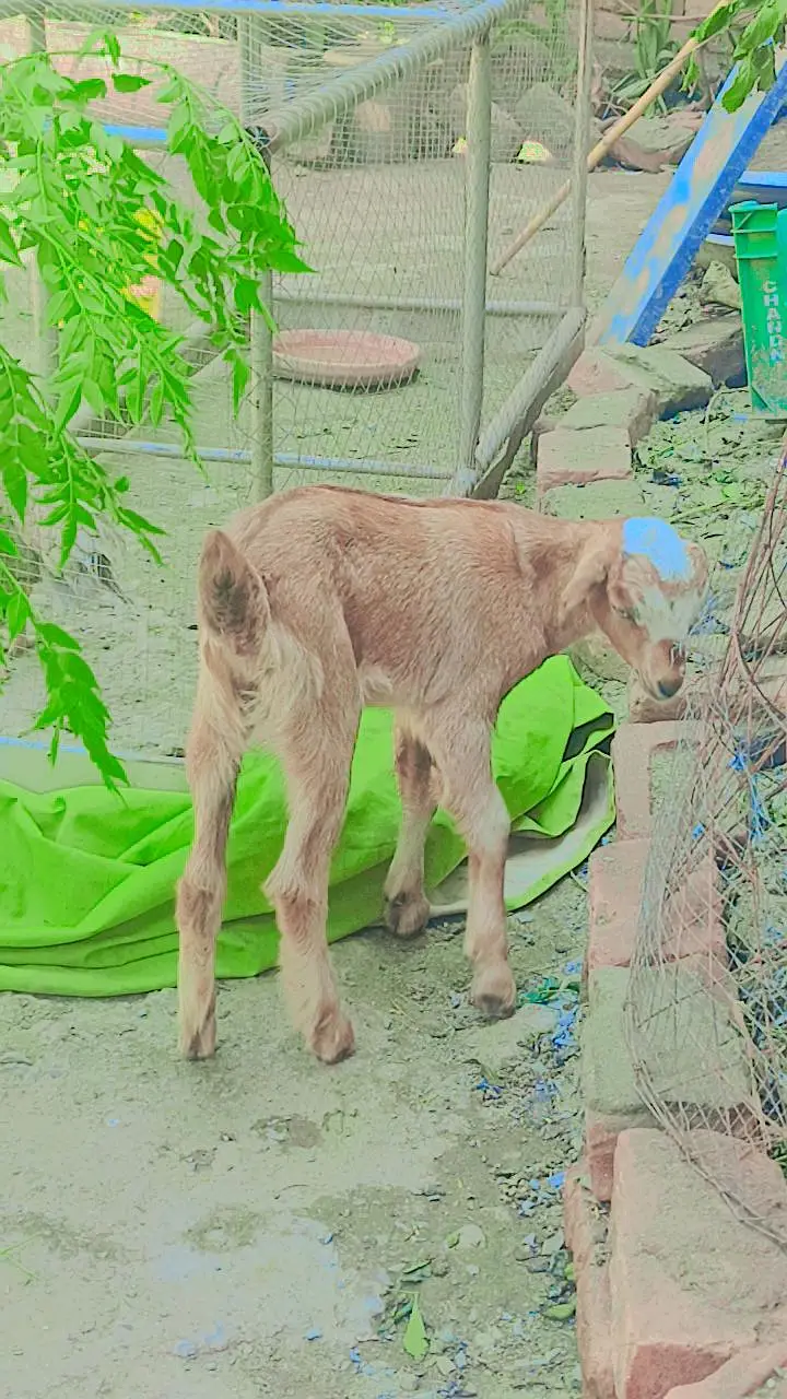 beautiful baby goat for sale Name lamby — photo 4