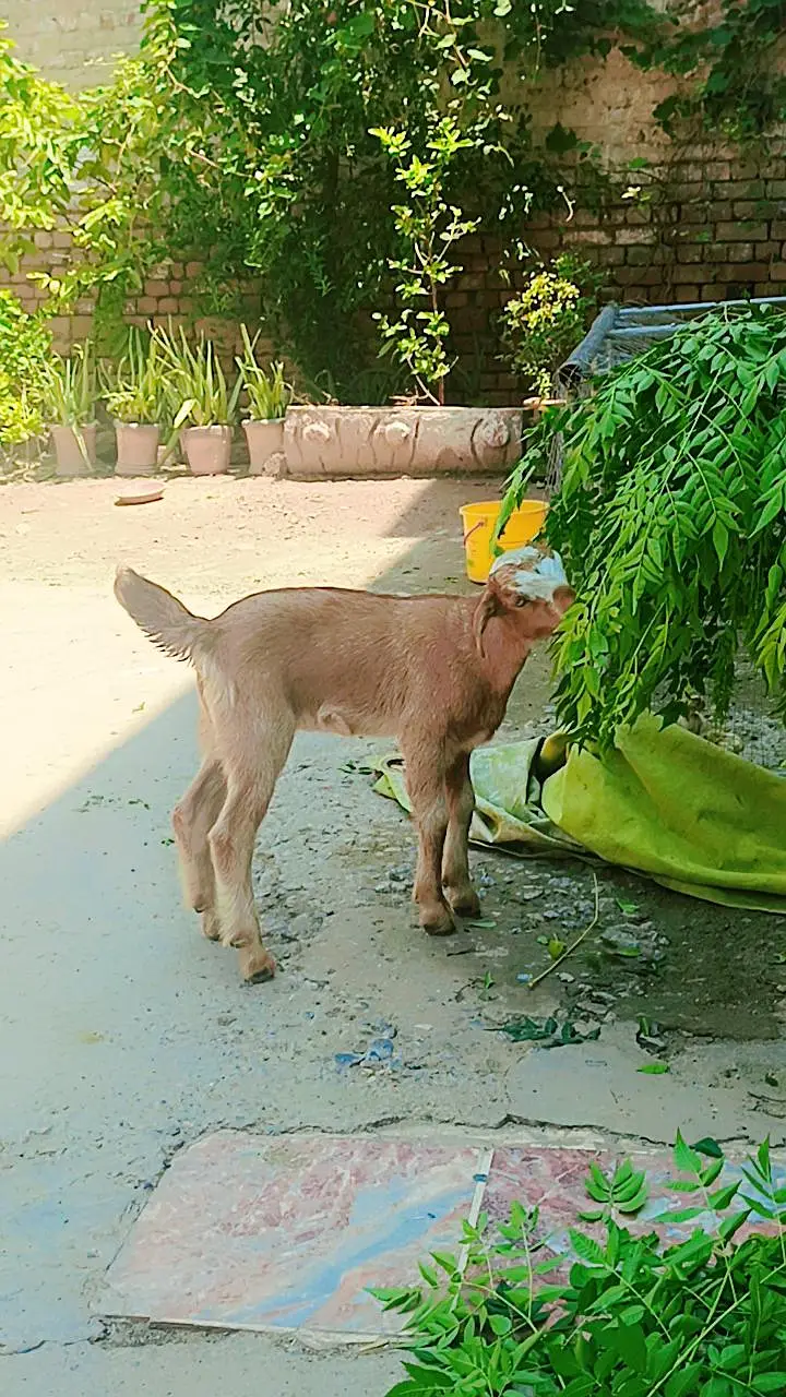 beautiful baby goat for sale Name lamby — photo 5