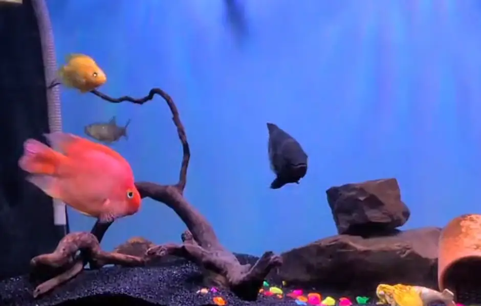 Parrot Fish Pair 6+Inches plus Lenght and 4-5 inches plus body size (
