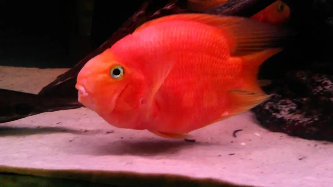 Parrot Fish Pair 6+Inches plus Lenght and 4-5 inches plus body size ( — photo 2