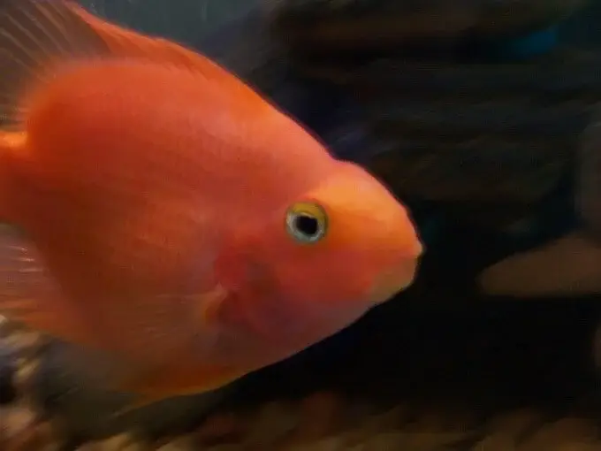 Parrot Fish Pair 6+Inches plus Lenght and 4-5 inches plus body size ( — photo 3