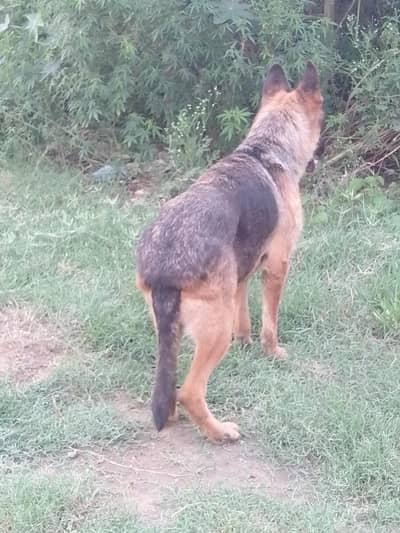 show quality Garman female available on heat