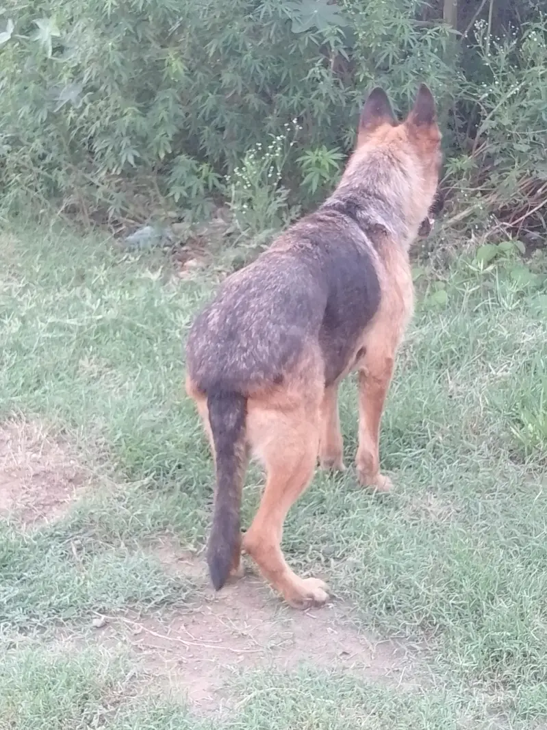show quality Garman shafard female available on heat — photo 4