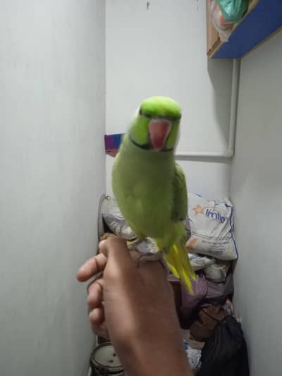 green ring neck and yellow butter cup ring neck