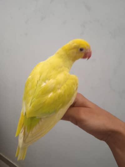 yellow butter cup ring neck