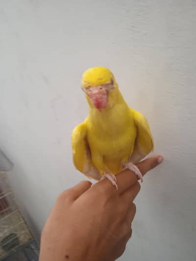 yellow butter cup ring neck