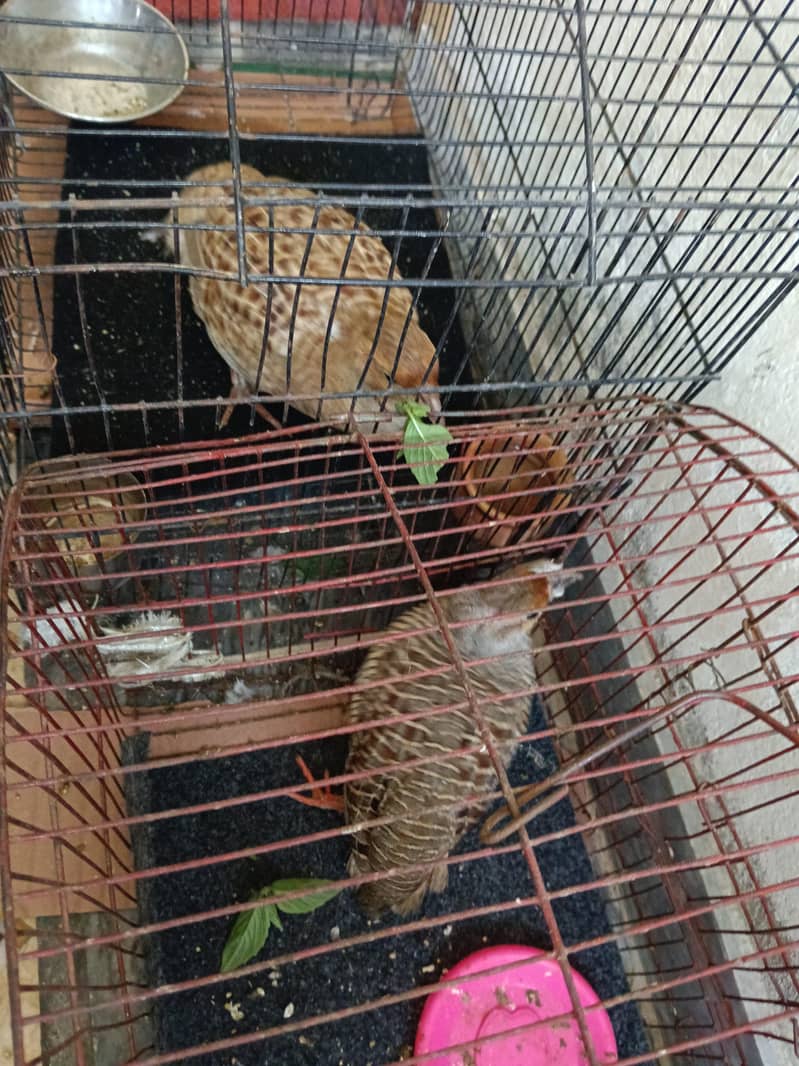 teetar pair 2