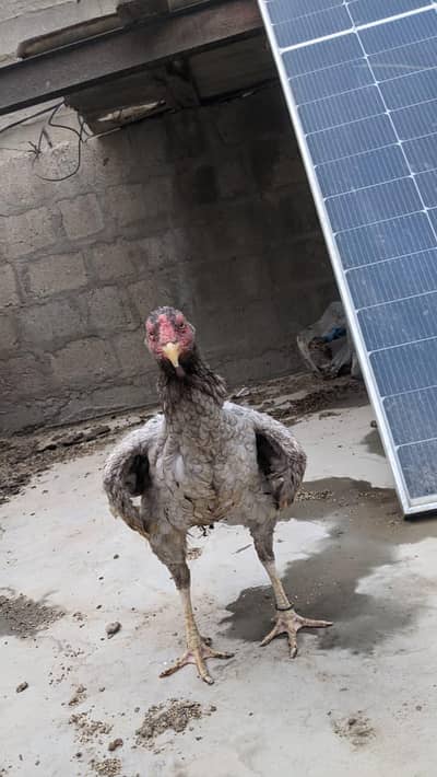 Pair of Hens