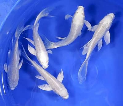 white Koi