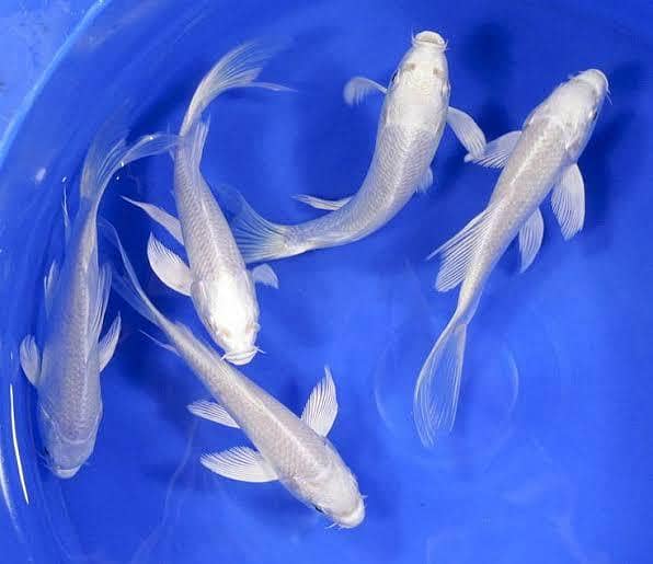 white Koi 0
