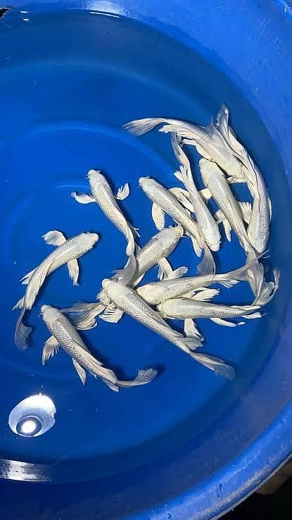 white Koi 1