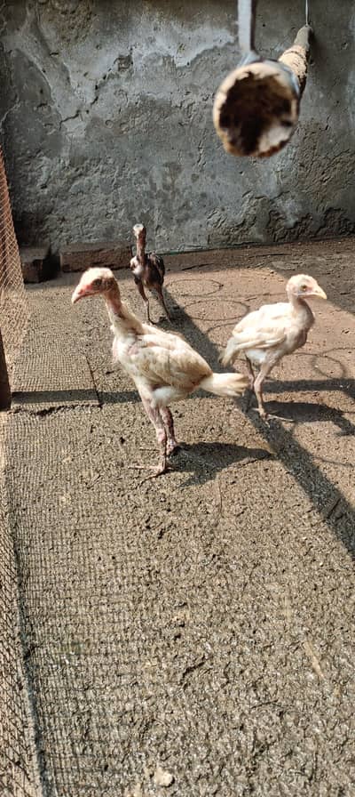 Aseel chicks age 2.5 month