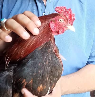 amrohi breed male