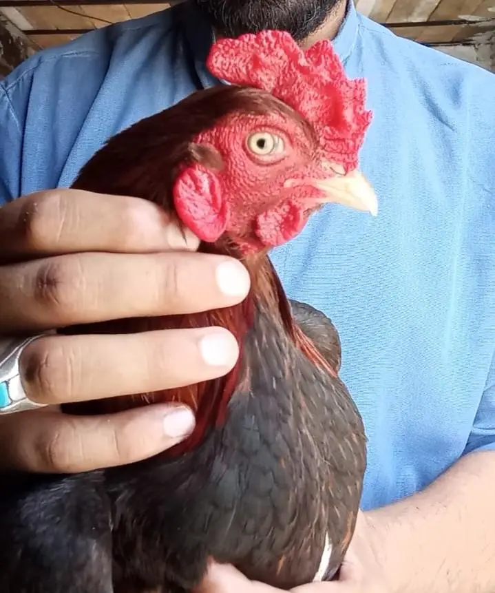 amrohi breed male — photo 2