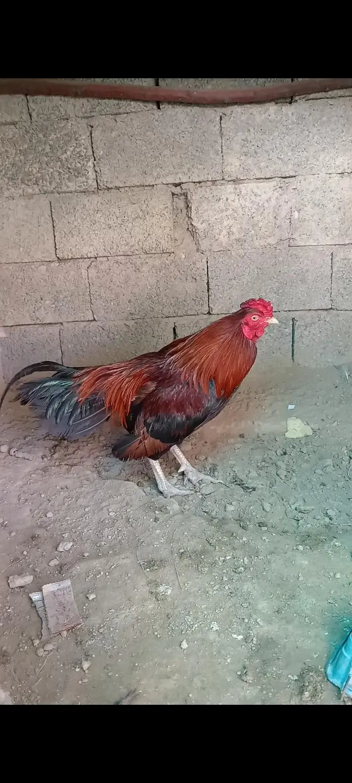 amrohi breed male — photo 3
