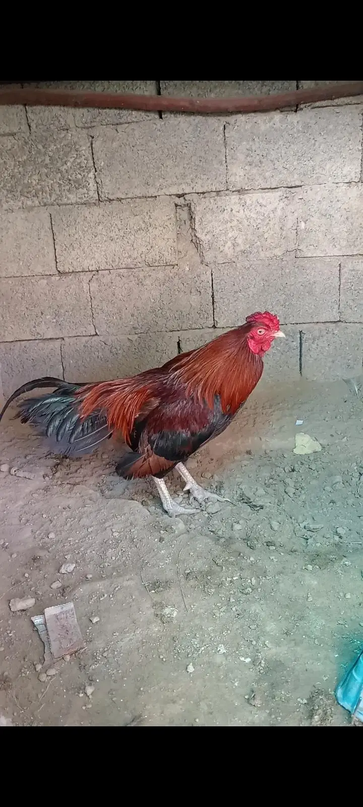 amrohi breed male — photo 4