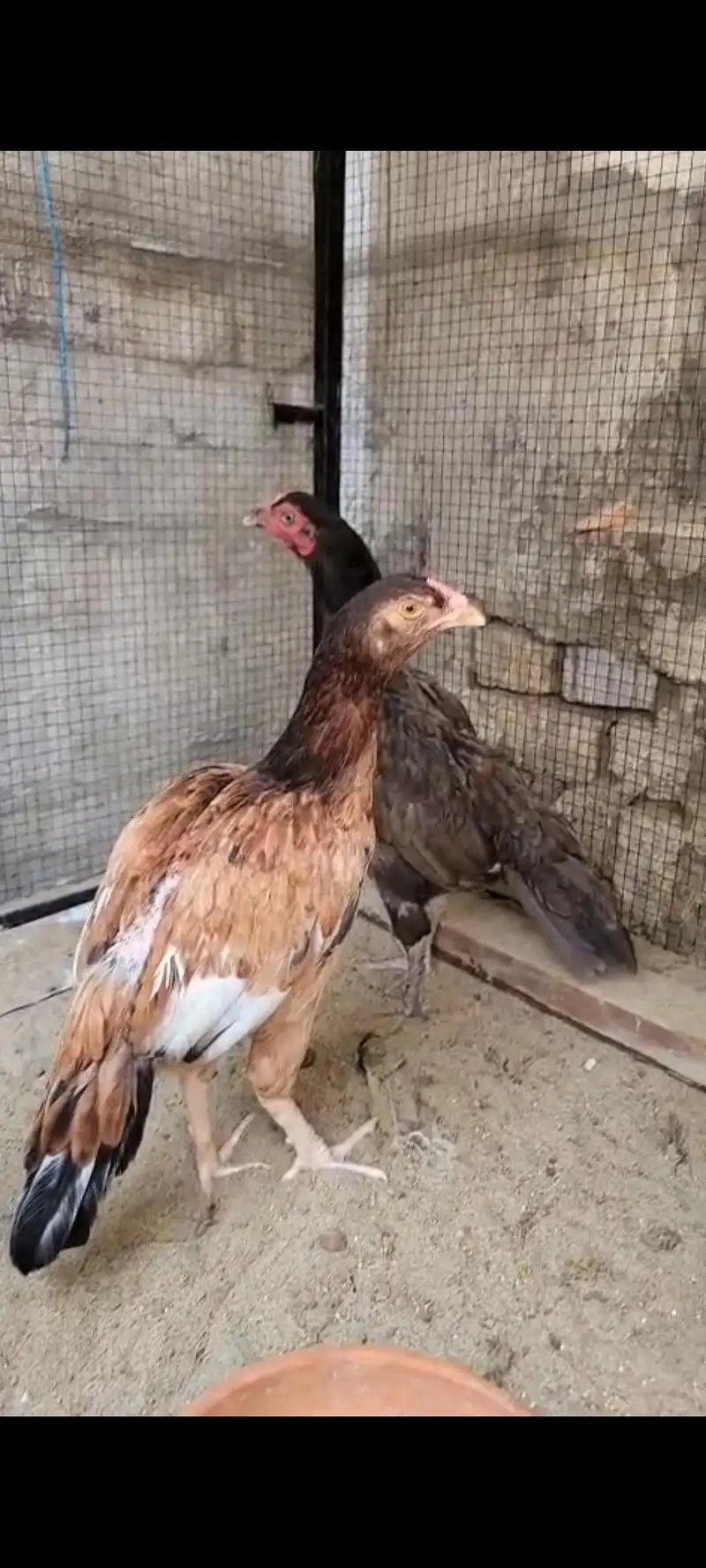 pure mianwali aseel. madia availabe anda da rhi ha — photo 4