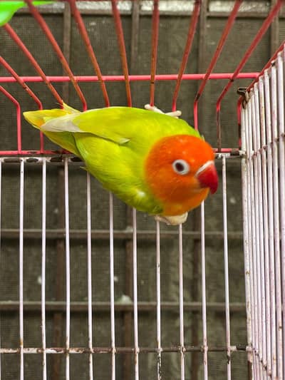 Lovebirds