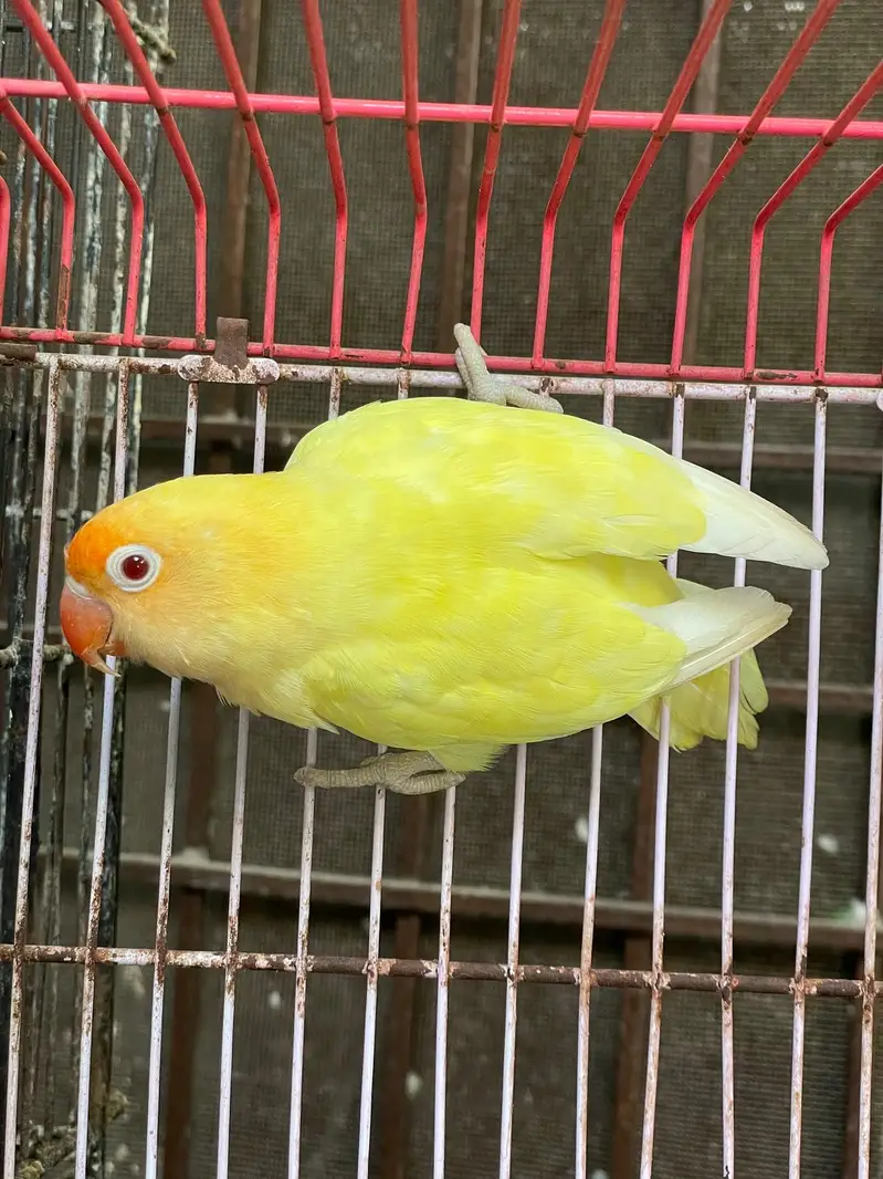 Lovebirds — photo 2