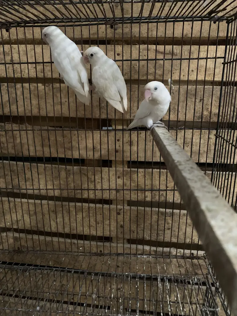 Lovebirds — photo 3