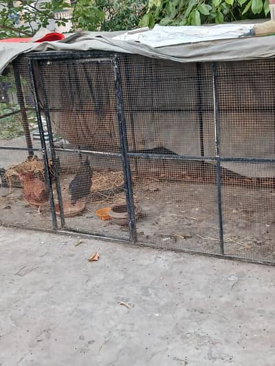 Healthy hens for sale
