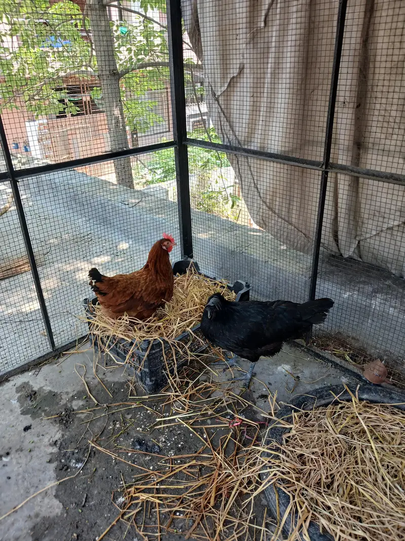 Healthy hens for sale — photo 2