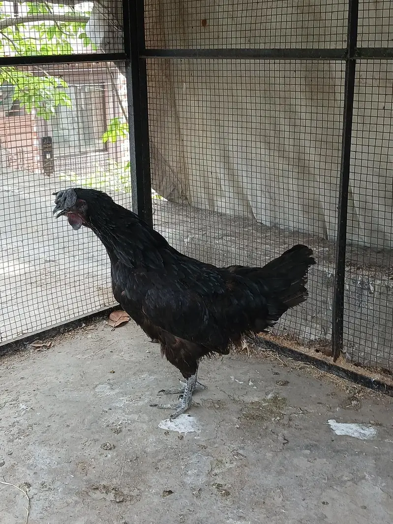 Healthy hens for sale — photo 3