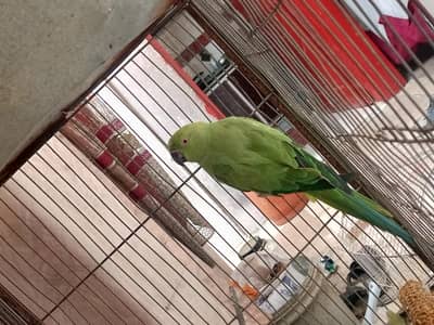 green parrot