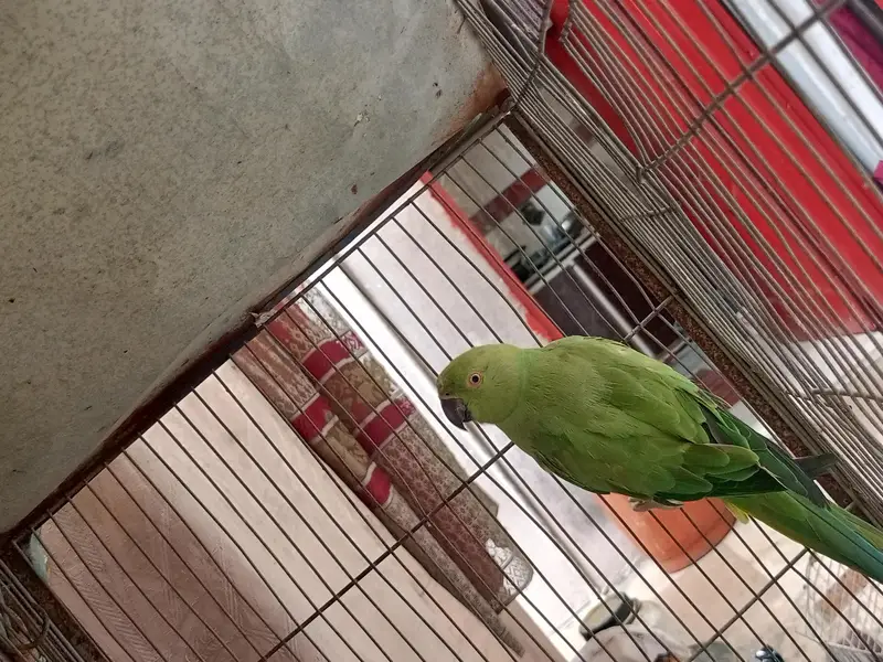 green parrot — photo 2
