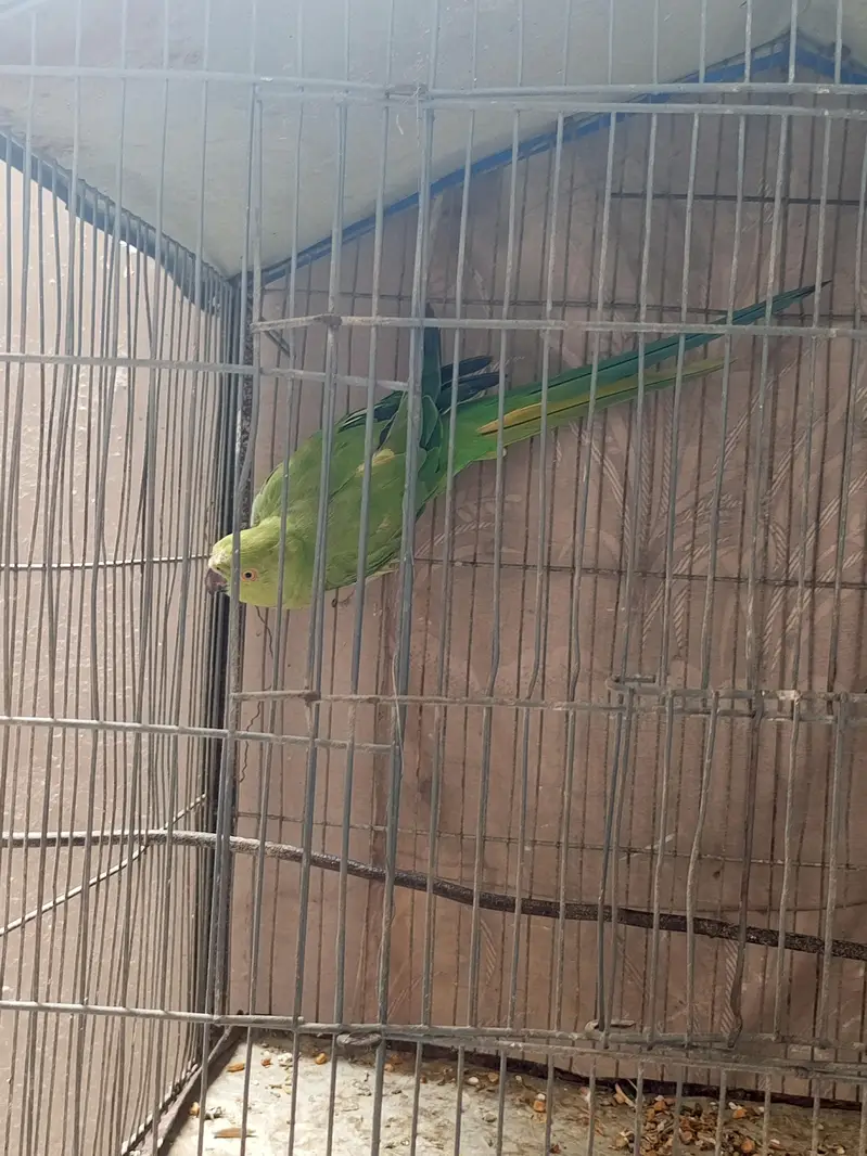 green parrot — photo 3