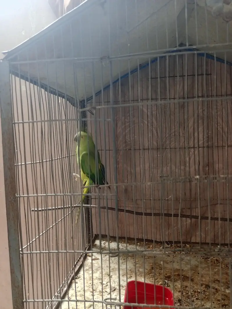 green parrot — photo 4