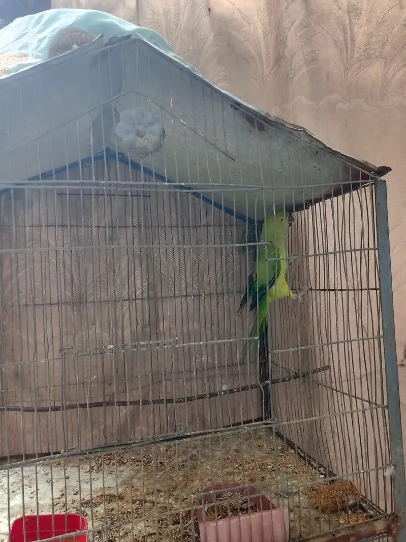 green parrot — photo 5
